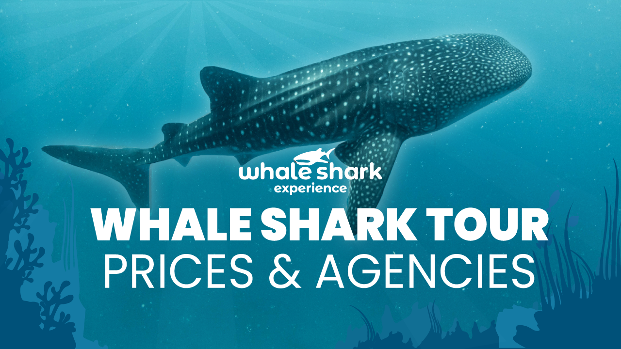 Where to buy the Whale Shark tour in Cancun? Prices and more